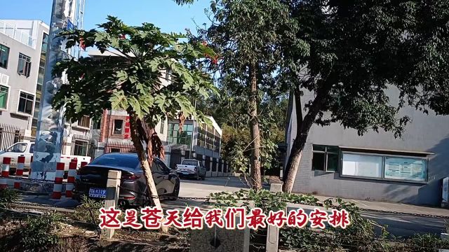 种来不能吃还种个嘚啊,木瓜成熟直接掉河里,小伙气得直咬牙切齿