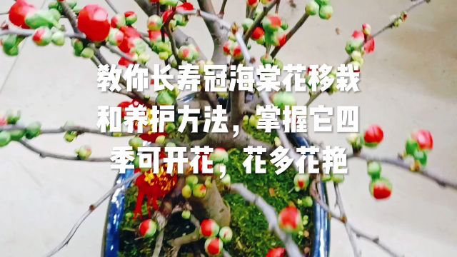 教你长寿冠海棠花移栽和养护方法,掌握它四季可开花,花多花艳