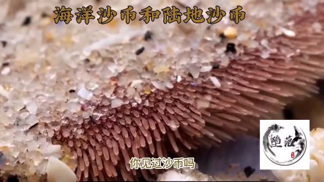 海洋沙币和陆地沙币