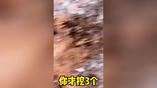 盘点爱干活的狗子:它们是累成狗的,并不是真的狗…