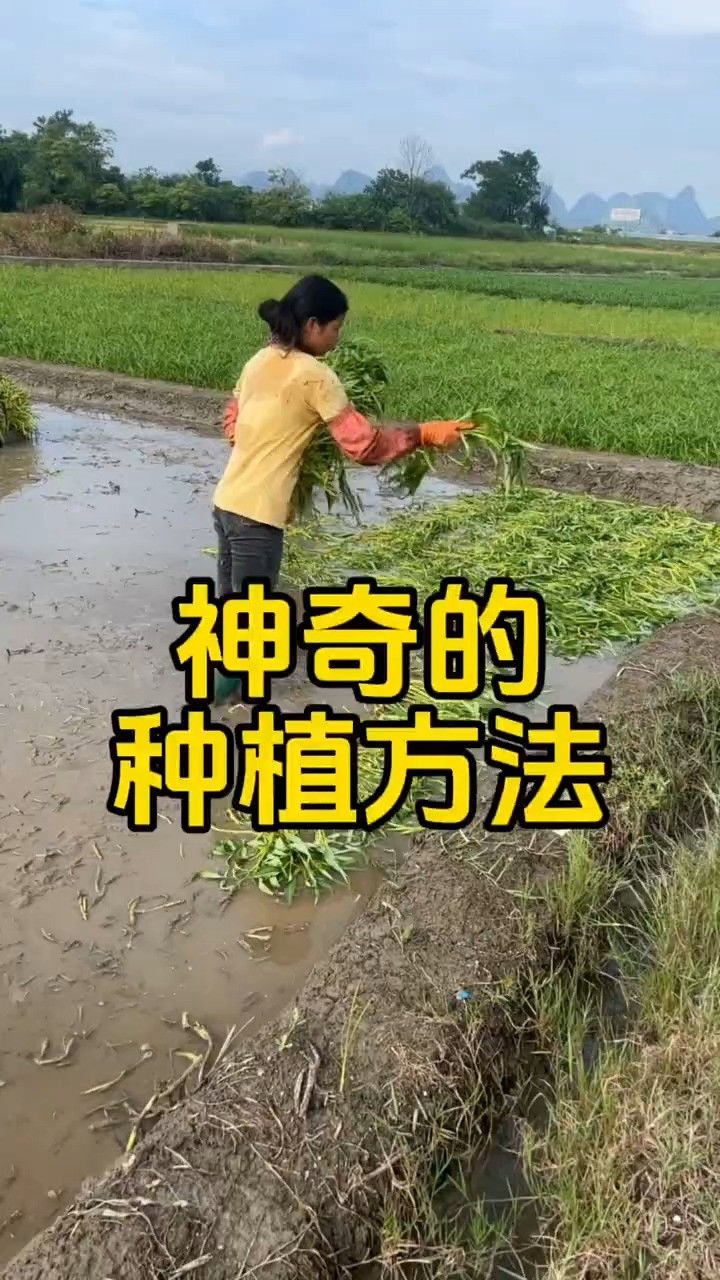 空心菜种植过程图图片