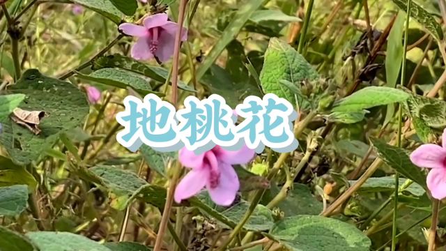 中草药——地桃花