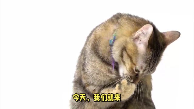 揭秘猫咪舔毛的7大原因,你知道吗?不仅是卫生那么简单!