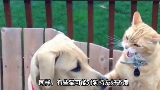 为什么狗总是怕猫?揭秘狗与猫之间的千年恩怨