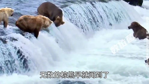 鲑鱼洄游，棕熊站在瀑布张嘴吃三文鱼！吃到撑满嘴流油！