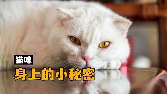 猫咪身上的小秘密