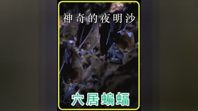 在诡异的洞穴里面生活着很多可怕的生物#夜明沙 #蝙蝠 #神奇动物