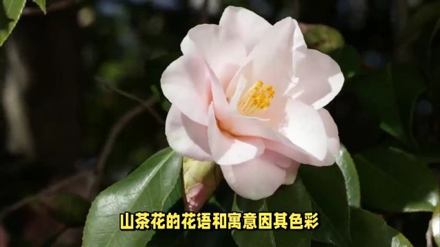 山茶花的花语和寓意