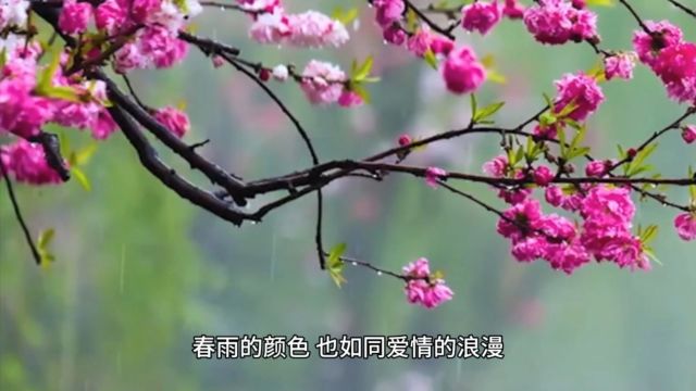 又是一年春雨时 细雨轻柔润无声