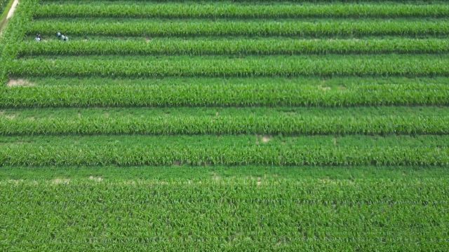 平原县:建设高标准农田 为粮食增产农民增收打好基础