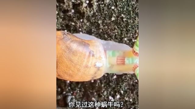 像在蹦迪的蜗牛你见过吗?其实它是被控制了.看到它不要碰