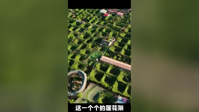 一座以出名的城市,600多岁的老藤,是中国最年长的树