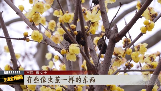 蜡梅树上长“虫茧”?原来它是树果实