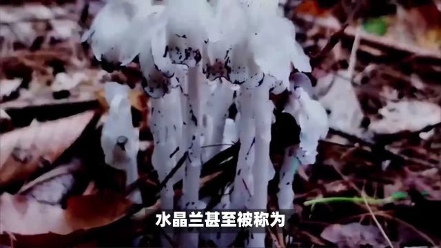 水晶兰的花语是什么意思