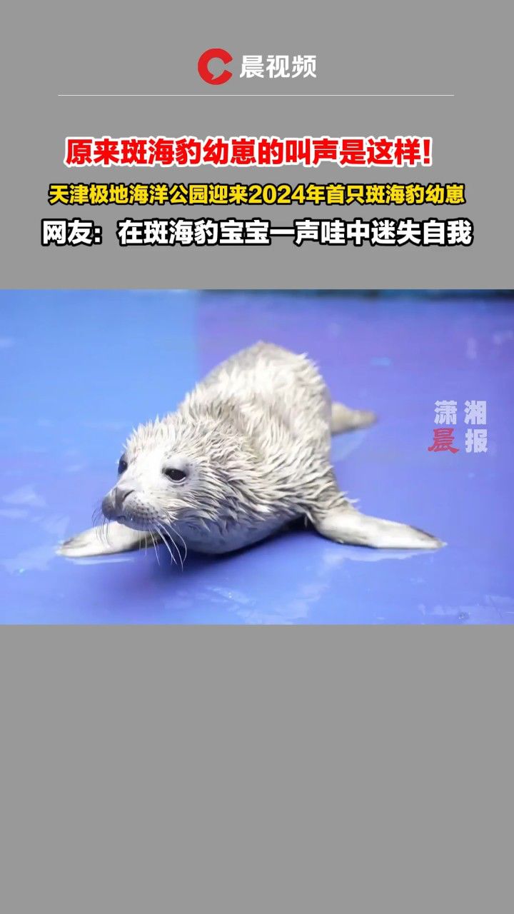 原来斑海豹幼崽这样叫!天津极地海洋公园迎来今年首只斑海豹幼崽
