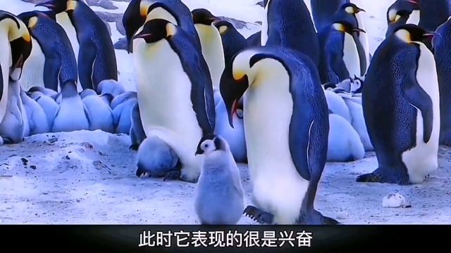 丧子之痛在动物的世界亦无法承受,永远的别离!1