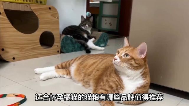 适合怀孕橘猫的猫粮有哪些品牌值得推荐?比较推荐福派斯猫粮