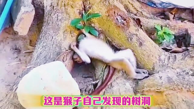 猴子钻洞被卡脖子,同伴看到后捂嘴偷笑,猴子说还没玩够