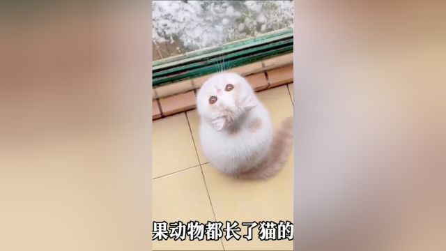 如果动物都长了猫脸,会发生什么可爱