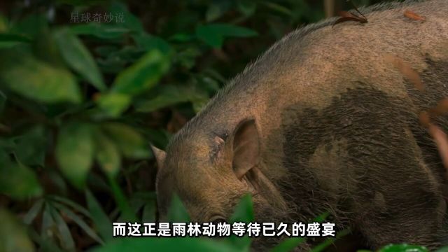 热带雨林百年古树龙脑香树