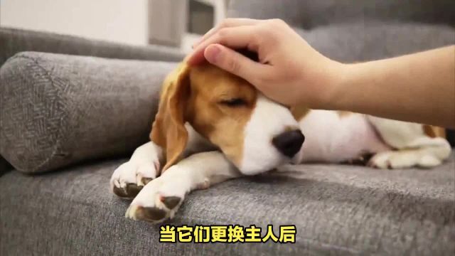 狗狗换了主人,它还会记得原来的主人吗?答案可能超出你的想象!