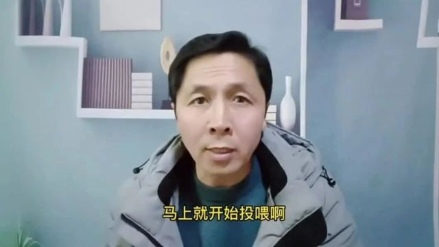 龙虾养殖抢占高价虾,如何做到快速养出成虾多批次出虾提高产值