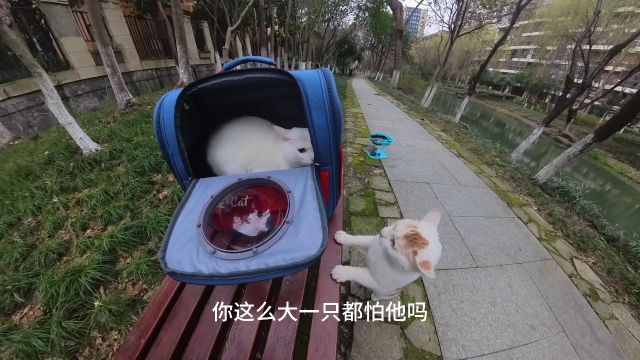 钓鱼途中偶遇4只野猫,噜噜酱让小野猫给教育了~