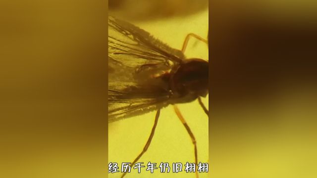 琥珀里封印的昆虫万年不腐,为何古人不用琥珀来保存尸体呢? 1