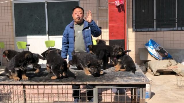 双血统狼王后代德牧犬,4公3母大头版大骨量,来欣赏品评下