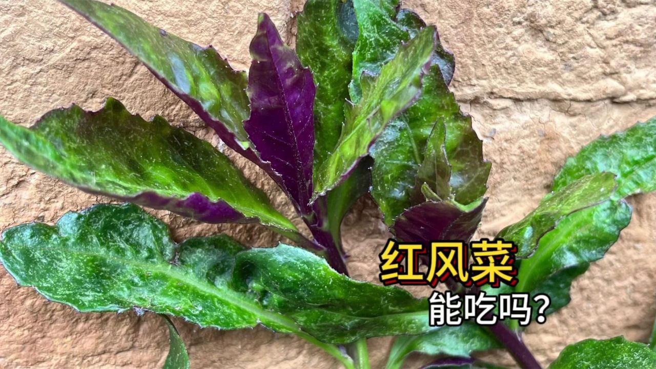 大陆人种的红凤菜,也叫"补血菜",到底有啥不一样
