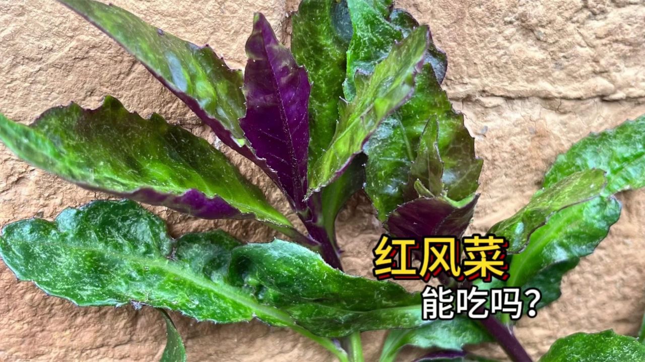 红凤菜别名图片