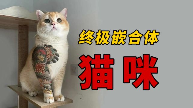 盘点那些花色很特别的猫咪,网友:终极嵌合体猫! #丑猫 #长相奇怪的动物 #搞笑萌宠