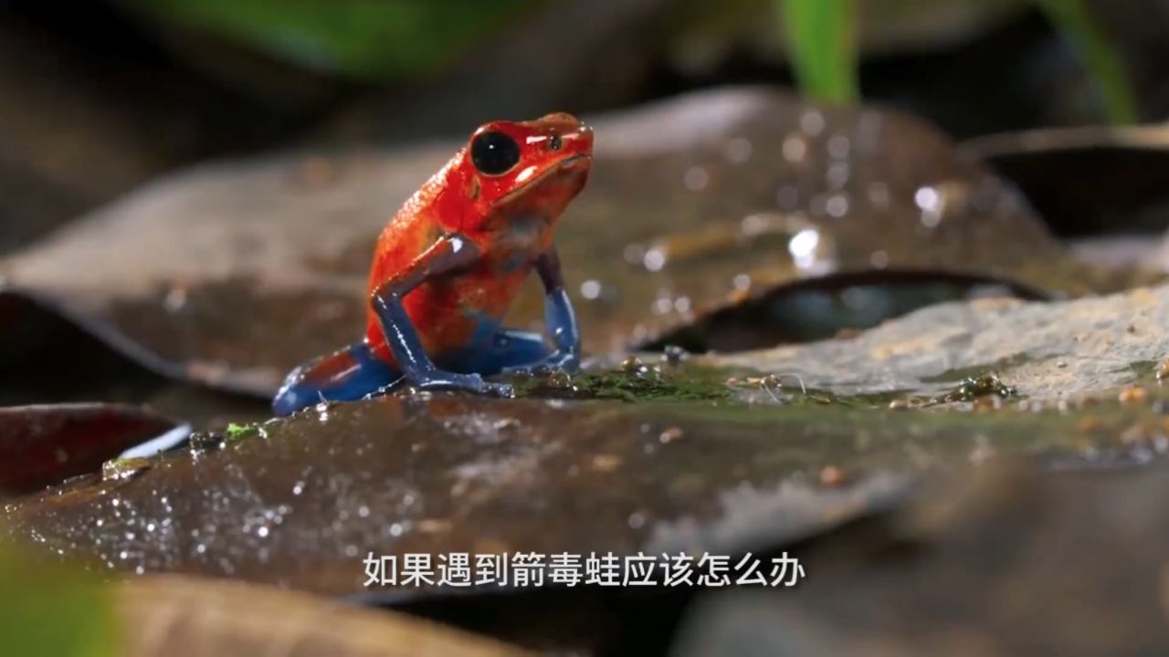 箭毒蛙的毒仅需0