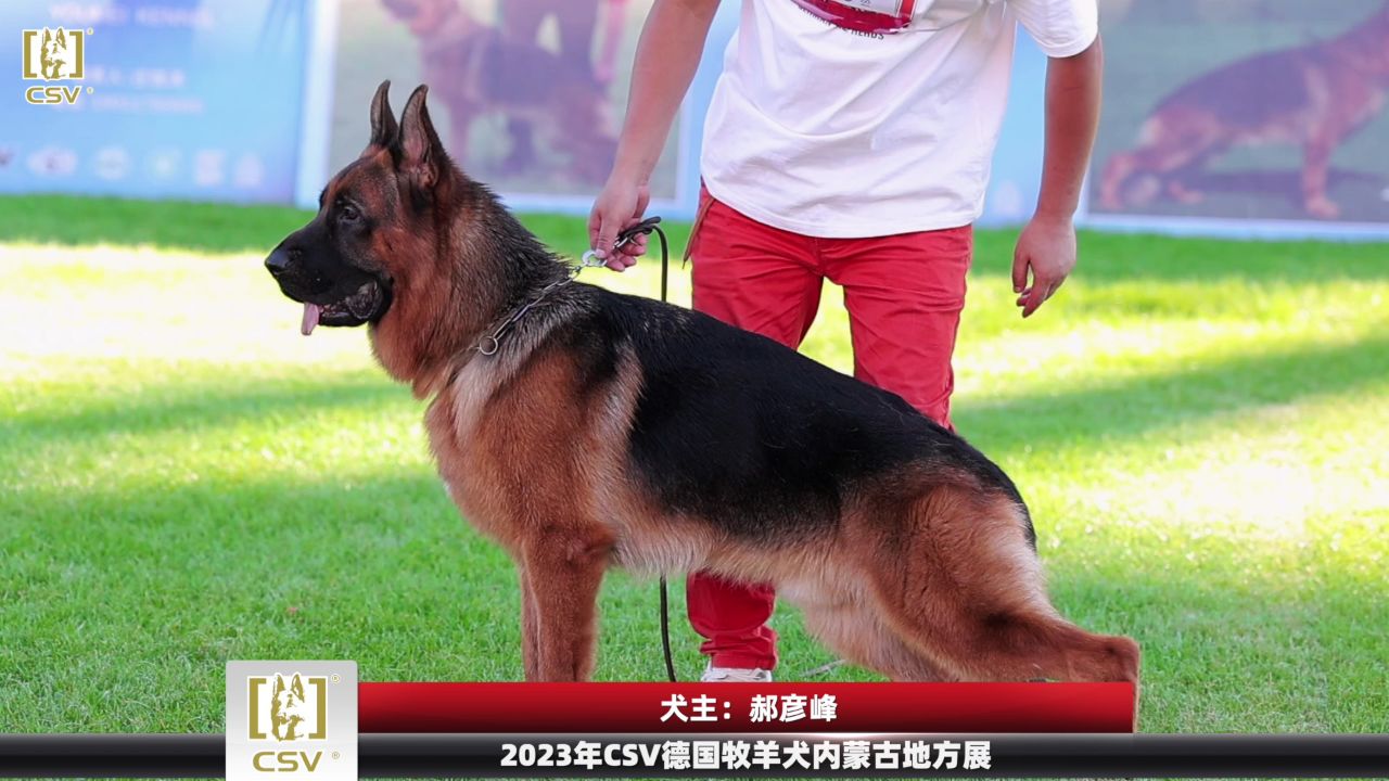 2023年csv德国牧羊犬内蒙古地方展青年公犬组sg3犬只讲评