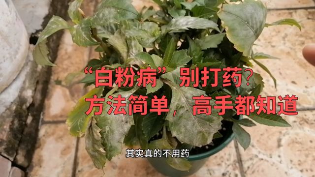 花卉“白粉病”别打药?方法简单,省钱环保