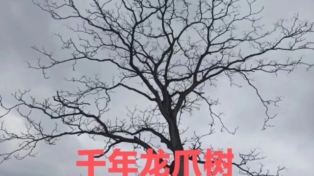 湖南有棵千年龙爪树,为什么出了一千万都没有敢卖?