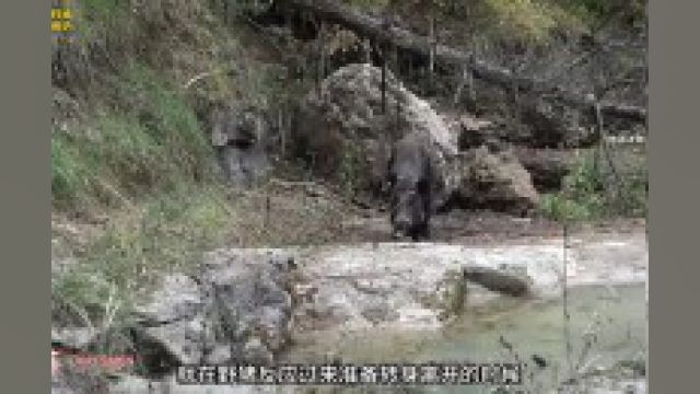 狩猎野猪野猪