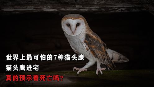 世界上最可怕的7种猫头鹰，猫头鹰进宅，真的预示着死亡吗？