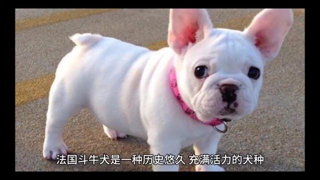 法国斗牛犬小型犬