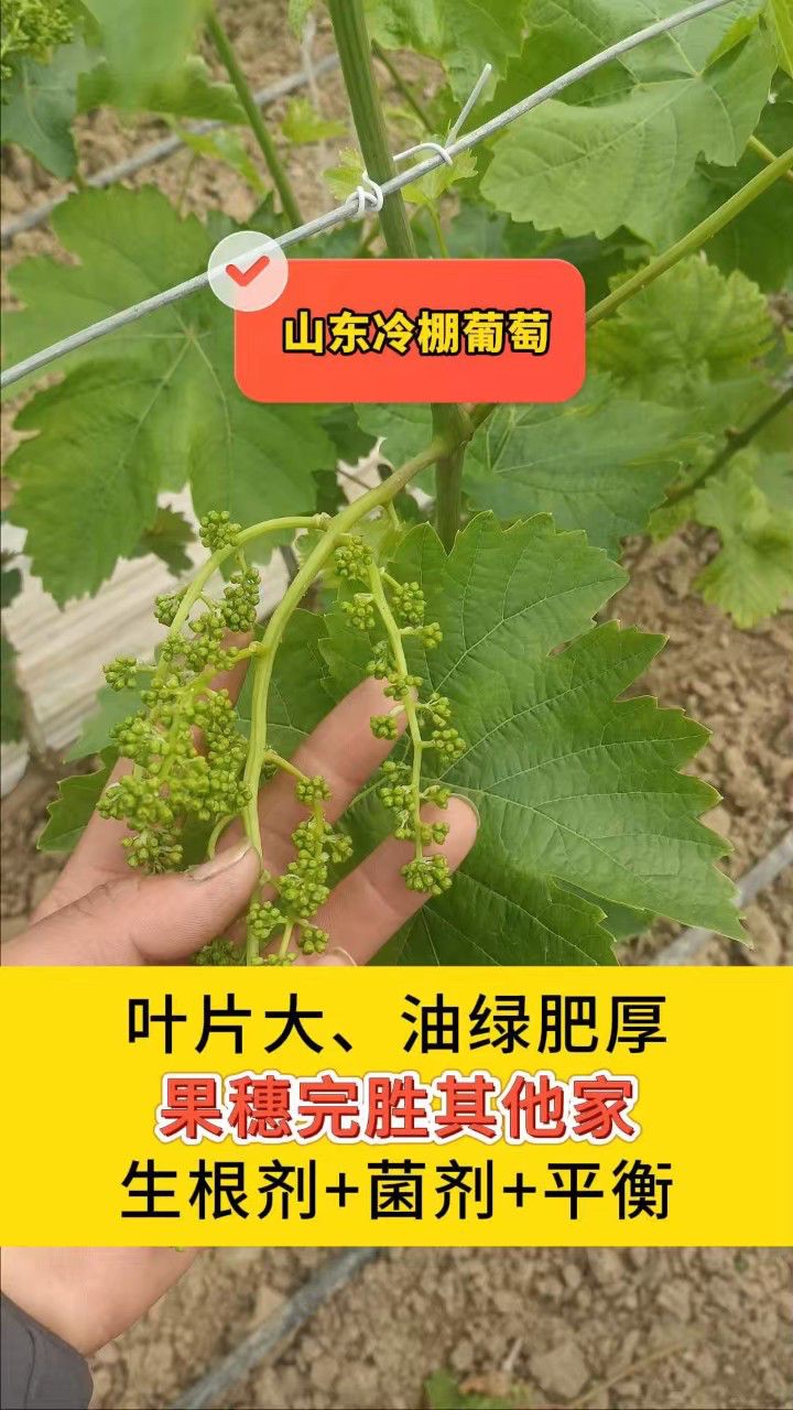 水溶肥厂家—山东冷棚刘大哥葡萄用土大厨功效水溶肥,果穗完胜其他家