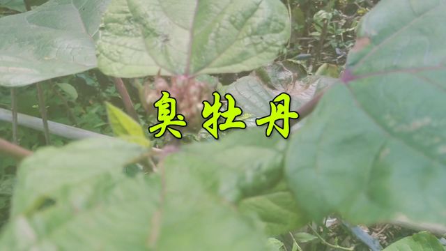 中草药——臭牡丹