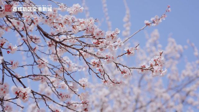 空港新城:邀您共赏,最美人间三月天