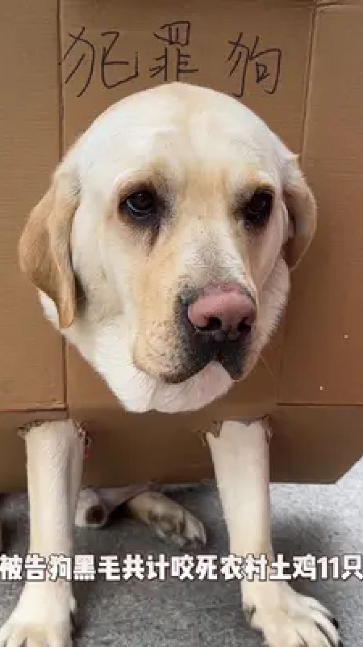 你抓错了,我是白毛狗啊#拉布拉多 #狗狗 #搞笑视频