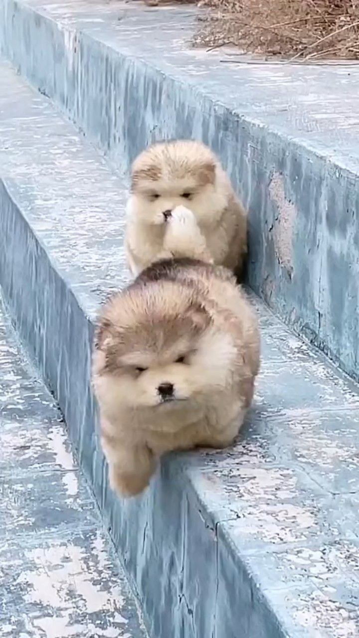 阿拉斯加 #萌宠vlog日常