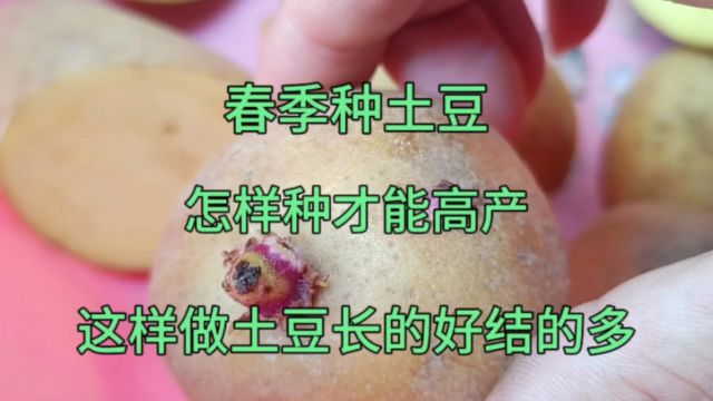 春季种土豆怎样才能高产?这样做土豆长的好结的多