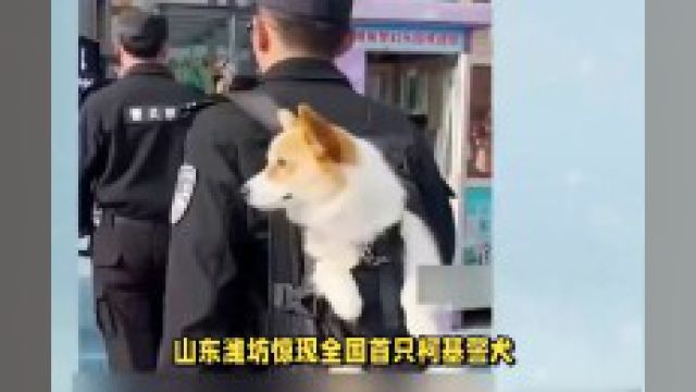 山东潍坊惊现全国首只柯基警犬,短腿搜爆萌化全网!