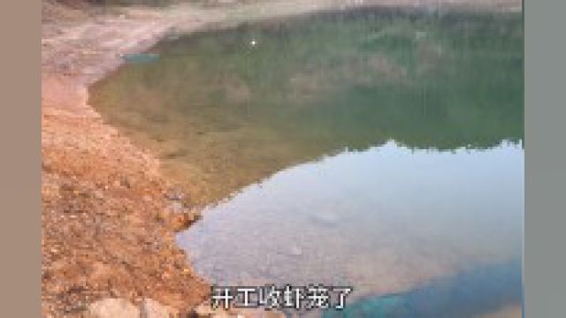 在水库放下十几个捕虾笼,没想到效果不错