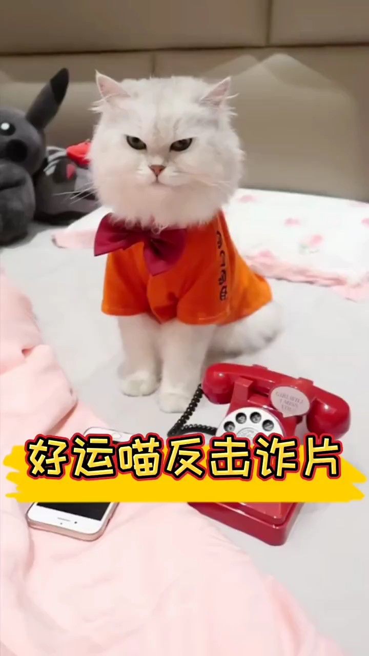 接到诈骗电话 看看好运喵怎么反击