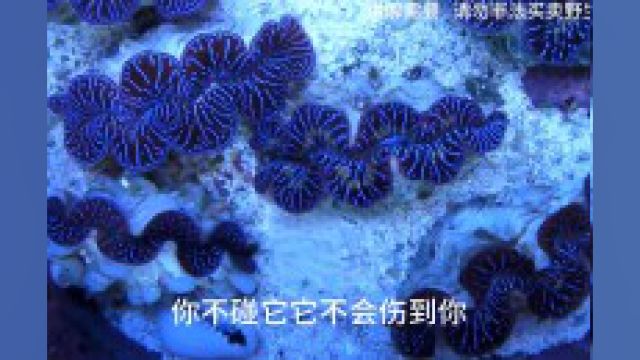 成为街头美食的一级保护野生动物#海洋生物#砗磲#动物科普#