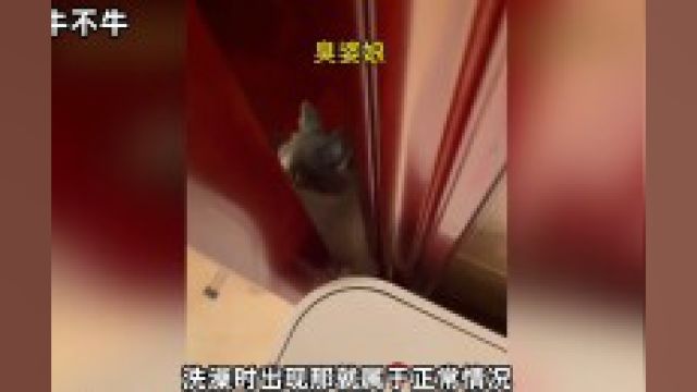 四个吸引猫咪的行为,你中招了吗 猫 诱捕 求出处